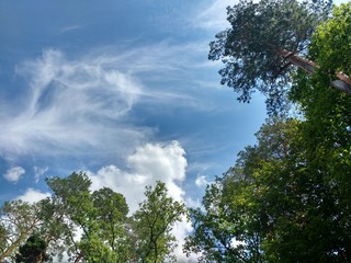 Obraz premium Clouds and trees