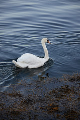 Swan swimming away