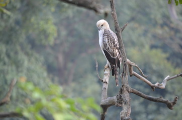 White Eagle Shivalik mountains