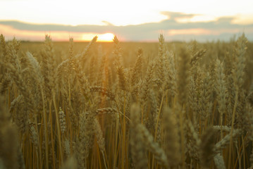Naklejka premium wheat field sunset