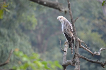 Eagle Shivalik Hills