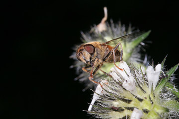 Fliege