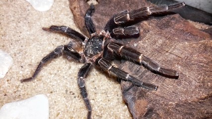 Caranguejeira Spider 