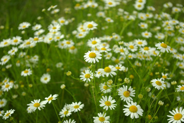 chamomile daisy field flower background background