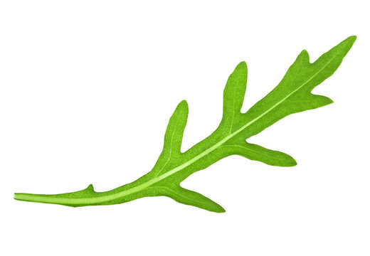 Green fresh rucola leaf isolated on white background. Arugula leaf.
