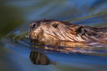 Portrait of a swimming beaver