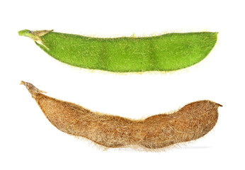Fototapeta premium Soy pods on a white background