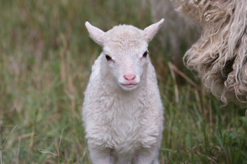 Lamm