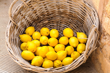 Wicker basket with freshly picked lemons