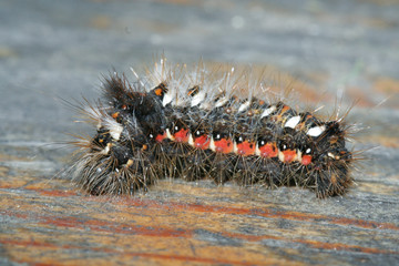 Raupe