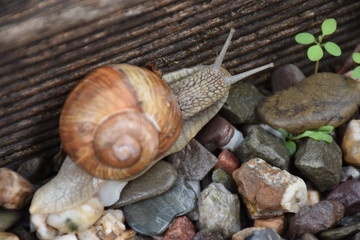 Weinbergschnecke II