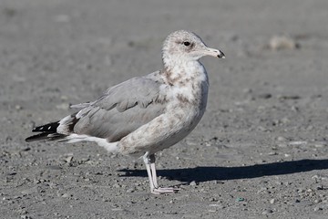California Gull (Larus californicus)