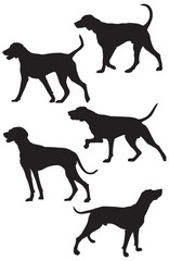 Weimaraner Hunting Dog Breed Silhouettes, vector illustration from Dog Show silhouette series