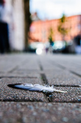 A seagull feather lying on a brick paved footpath