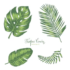 Tuinposter Monstera Set of Tropical Leaves
