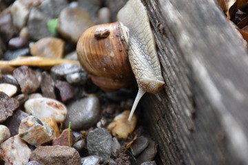 Weinbergschnecke IV