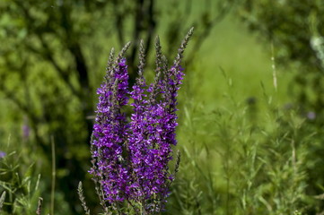 Blooming fresh heather or Celluna vulgaris in the meadow, Central Balkan mountain, Stara Planina, Bulgaria 