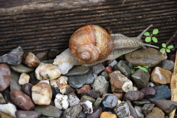 Weinbergschnecke III