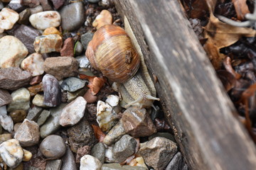 Weinbergschnecke V