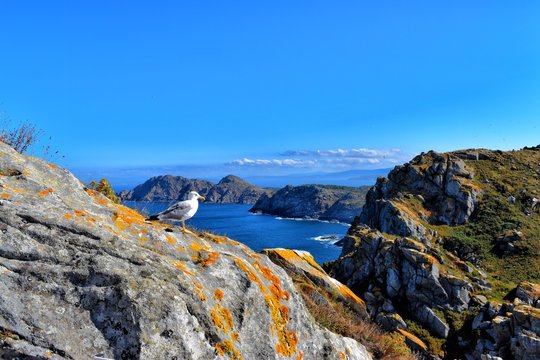 Seagull in Cies Islands