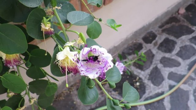 ape legnaiola sul fiore del cappero