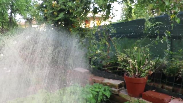 giardinaggio innaffiare piante e fiori