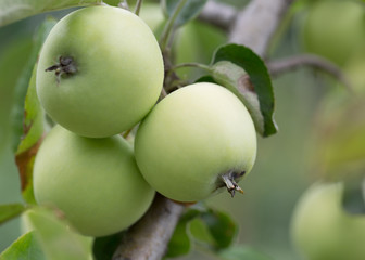 close up of green apples on a tree