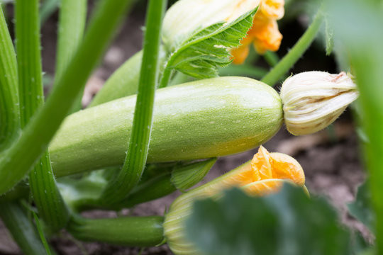 close up of zucchini