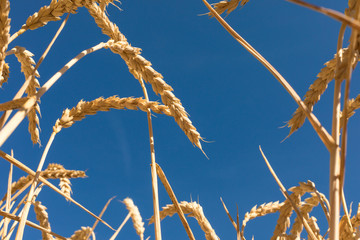 Golden Wheat field during Summer / Cornfield