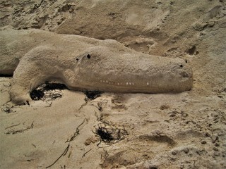 Sandaligator, Aligator aus Sand