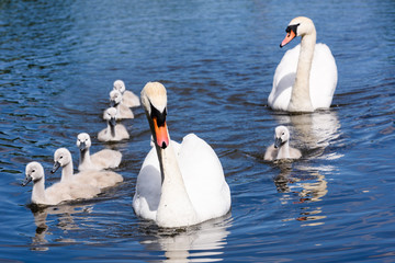 Obraz premium Male and female mute swans with eight 8 cygnets swimming in a lake