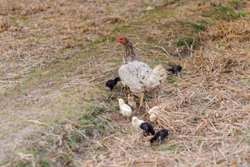 Chicken family on Don Det