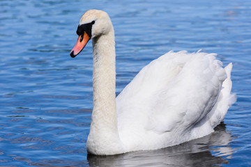 Female mute swan swimming in a lake