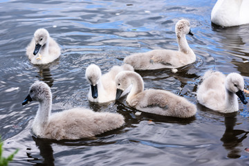 Six 6 mute swan cygnets swimming in a lake while the mother looks on.