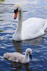 Female mute swan with one cygnet swimming in a lake