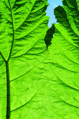 Sunlight shines through the giant leaf of a Gunnera plant.