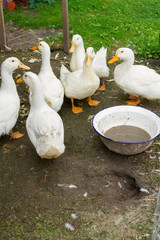 Obraz premium white ducks or geese in the garden
