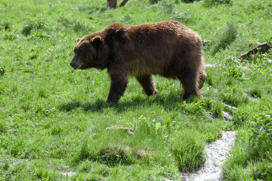 brown bear