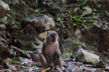 temple monkey