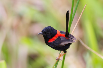 Male Red-backed Fairy-wren