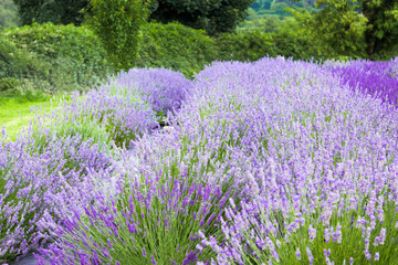 Lavender plants growing in a field