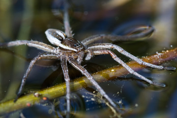 Six-spotted Fishing Spider on a pond surface