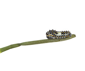 A small caterpillar on a branch