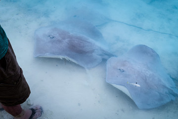 Naklejka premium A whole school of stingrays, ready to get fed.