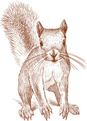 Sketch of a small red squirrel © asmakar