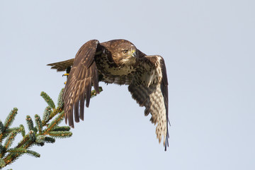 Young Red-tailed Hawk take-off