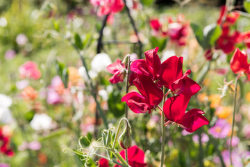 Sweetpea flowers in a pretty cottage carden