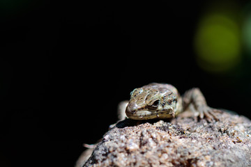 Obraz premium Lizard on a rock, front facing