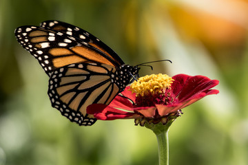 A monarch butterfly working in the flowers
