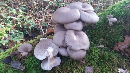 Pleurote en hu&icirc;tre